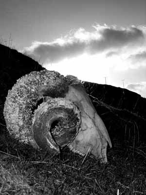 129 
 Rams Skull